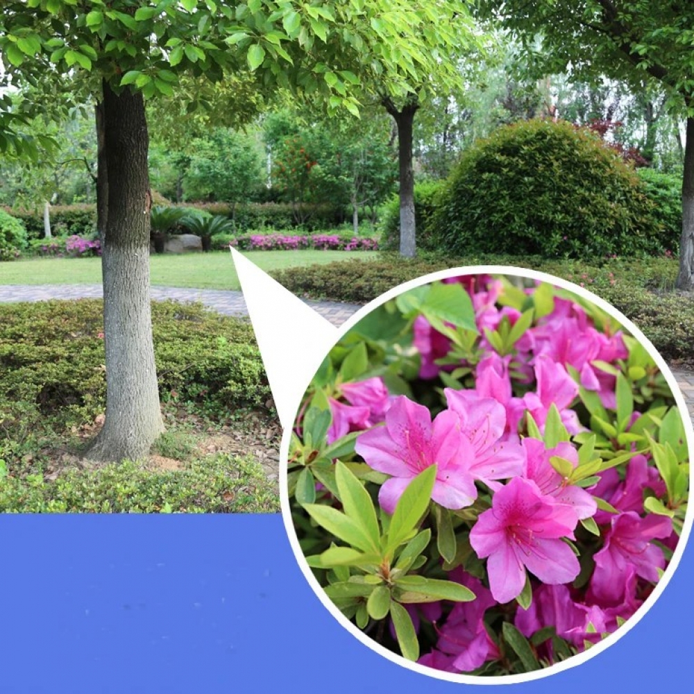  - BBC-1826723 - bargainbasement.club